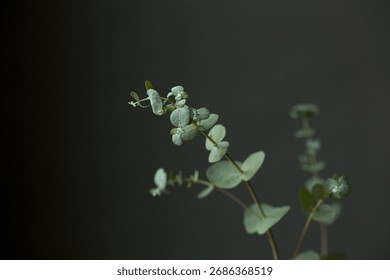 Macro shot of Silver Dollar Eucalyptus (Eucalyptus cinerea) leaves and buds with a moody dark backdrop. Detailed natural texture and elegant composition for contemporary botanical photography uses.