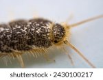 macro shot of a silverfish