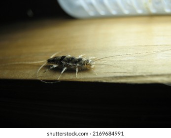 Macro Shot Of Silverfish Bug, Which Is Also Called Book Bugs. But This Insect Eats Almost Everything. But They Don't Bite Humans, Animals And Not Carry Disease.