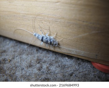 Macro Shot Of Silverfish Bug, Which Is Also Called Book Bugs. But This Insect Eats Almost Everything. But They Don't Bite Humans, Animals And Not Carry Disease.