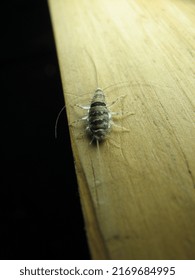 Macro Shot Of Silverfish Bug, Which Is Also Called Book Bugs. But This Insect Eats Almost Everything. But They Don't Bite Humans, Animals And Not Carry Disease.