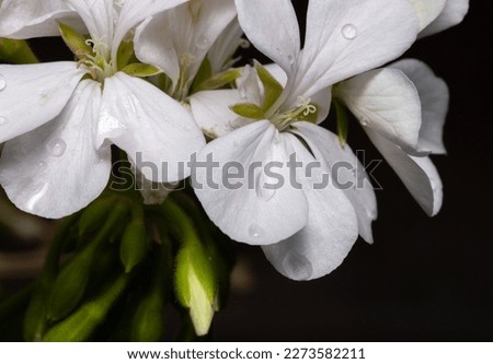 macro shot of simple white flower with rain drops on the petals