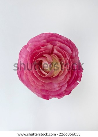 Macro shot of a single beautiful pink ranunculus. Visible petal structure. Bright patterns of one flower bud. Top view, close up, background, copy space, cropped image.