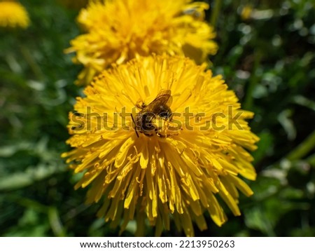 Macro shot of a single bee covered with yellow pollen on a yellow dandellion flower (Lion's tooth) flowering in a meadow with green grass in backgrund