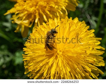 Macro shot of a single bee covered with yellow pollen on a yellow dandellion flower (Lion's tooth) flowering in a meadow with green grass in backgrund