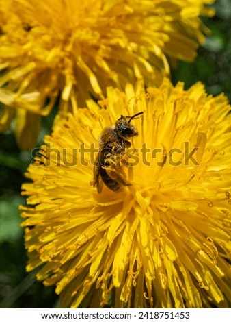 Macro shot of a single bee covered with yellow pollen on a yellow dandellion flower (Lion's tooth) flowering in a meadow with green grass in backgrund