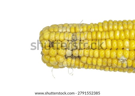 Macro shot of single ear of yellow corn with visible mold and rot, highlighting food spoilage and unsuitability for consumption, isolated on white background.