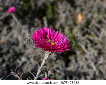 Macro shot of a single, purple-red, semi-double daisy-like flower of (Aster dumosus) 'Jenny' with pale, blurred background. Beautiful floral scenery