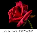 Macro shot of single red rose flower on black background. Close up view of a beautiful red rose with clear petals.