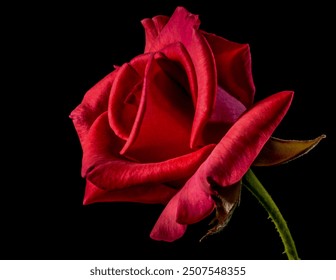 Macro shot of single red rose flower on black background. Close up view of a beautiful red rose with clear petals. - Powered by Shutterstock