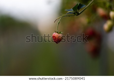 Similar – Foto Bild Himbeeren ernten Frucht