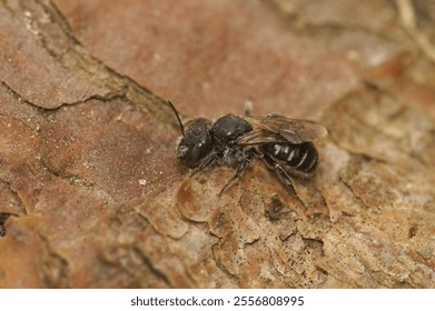 A macro shot of a small