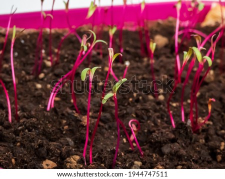 Macro shot of small beet (Beta vulgaris) plant seedlings growing in pot on the windowsill. Indoor gardening and germinating seedlings