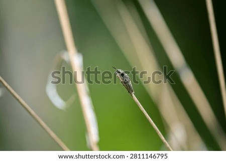 Macro shot of a small beetle sitting on a dry straw of grass