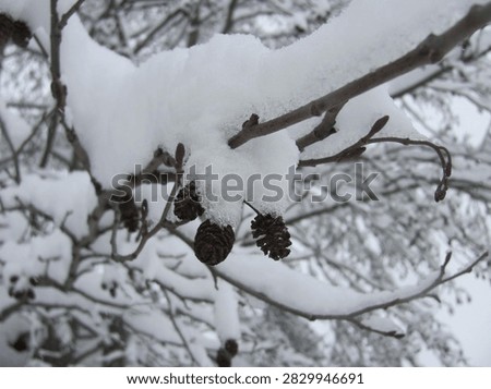 Macro shot of small brown cones hanging from a branch covered in fresh snow.