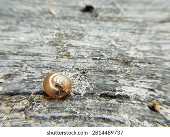 Macro shot of a small brown empty snail shell lying on a rough textured concrete floor surface.