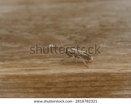 Macro Shot of Small Bug Insect on Wooden Surface