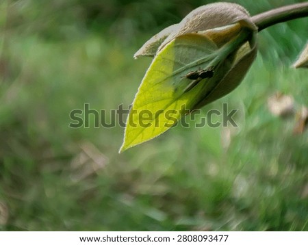 Macro shot of a small insect hiding under a translucent green leaf with swirly bokeh background
