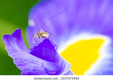 A macro shot of a small insect perched on a vibrant purple flower in the center of the frame - Powered by Shutterstock