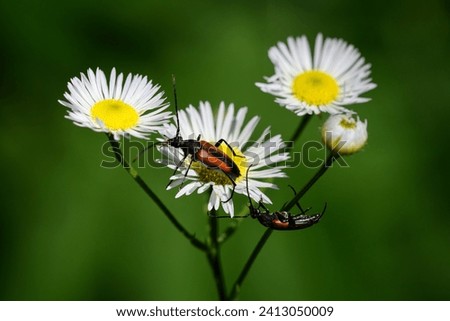 Macro shot, small narrowbuck, Stenurella melanura. Two beetles on white yellow flower head. Green bokeh, copyspace