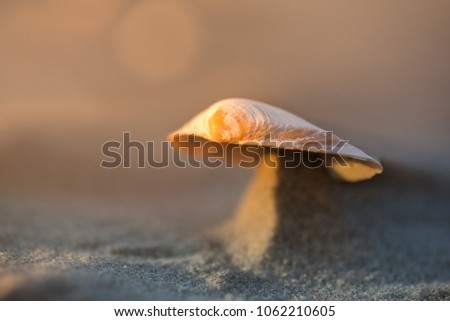 Macro shot of small seashell laying on beach side during sand storm. Wind created beautiful miniature dunes which are holding shells on top. Calm, relaxing, meditation nature background 
