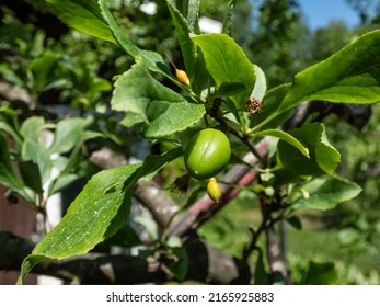 Macro Shot Of Small, Unripe Fruit Of The Cherry Plum And Myrobalan Plum (Prunus Cerasifera) Tree Starting To Mature In Early Summer In The Garden