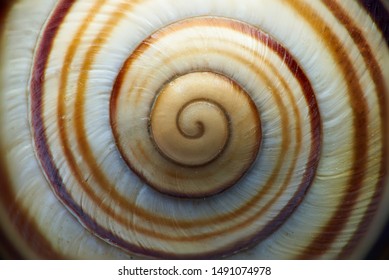 Macro shot of a snail shell.