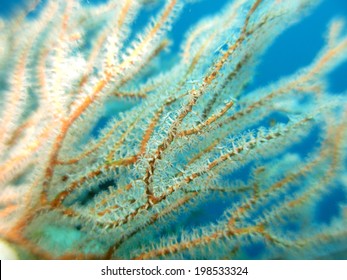 Macro shot of the soft coral. MIcronesia, Yap, Pacific ocean