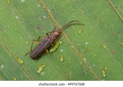 Macro Shot Of A Soldier Beetle