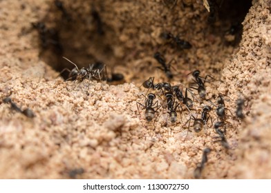 Macro Shot Of Some Ants Working Together