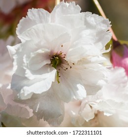 A macro shot of some cherry tree blossom.