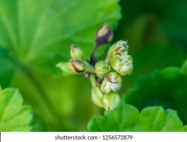 Geranium Appleblossom Rosebud Images Stock Photos Vectors Shutterstock