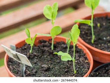 A Macro Shot Of Some Sweet Pea Seedlings.