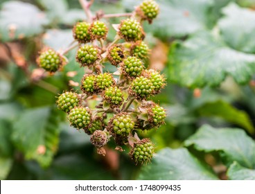 488 Bramble weed Images, Stock Photos & Vectors | Shutterstock