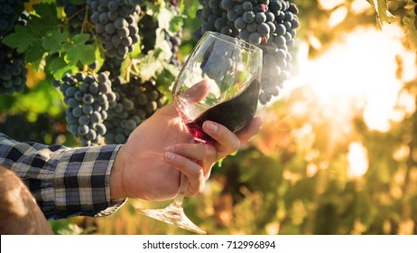 Macro Shot Of A Sommelier That Rotates The Glass Containing Red Wine And In The Background The Vineyard From Which This Wine Was Produced.
