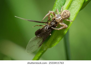 Macro shot of a spider capturing a winged insect on a green leaf, showcasing nature's predator-prey interaction.