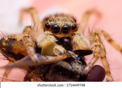 macro shot a spider hunting and catching eating pray - Powered by Shutterstock