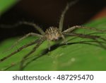 macro shot of spider selective focus on eyes 