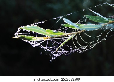 Macro shot of a spider web covered in morning dew, set against green leaves. Water droplets hang on delicate threads, creating a geometric pattern and highlighting the fragility of nature. - Powered by Shutterstock