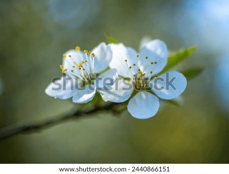 Similar – Blütenbirnenbaum mit weißen Blüten