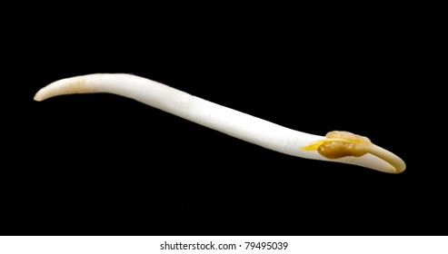 Macro Shot Of A Sprout Bean Isolated Over Black