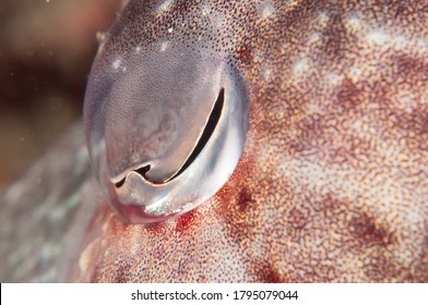 A Macro Shot Of A  Squid Eye