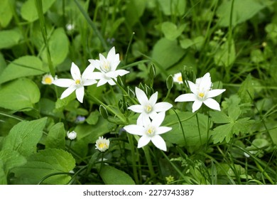 A macro shot of a Star of Bethlehem flower Ornithogalum umbellatum with its white blooms shining in the green grass. Daisies are also visible in the background - Shutterstock ID 2273743387
