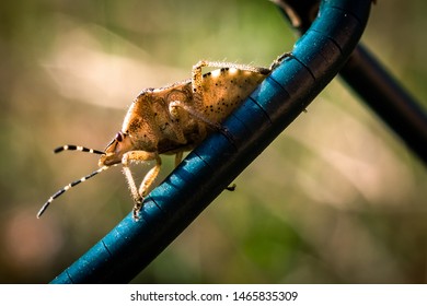 Macro Shot Of Stink Beetle On A Fence