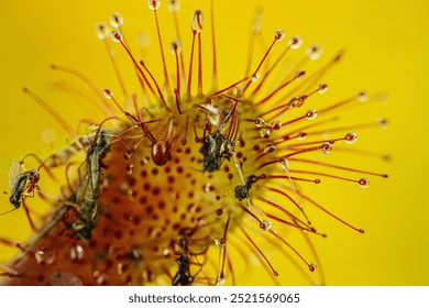 Macro shot of a sundew plants red tentacles with sticky droplets, trapping insects against a vibrant yellow background. A striking close-up of natures carnivorous beauty. - Powered by Shutterstock