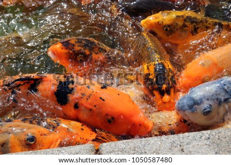 A macro shot of a swarming mass of koi fish waiting to be feed.