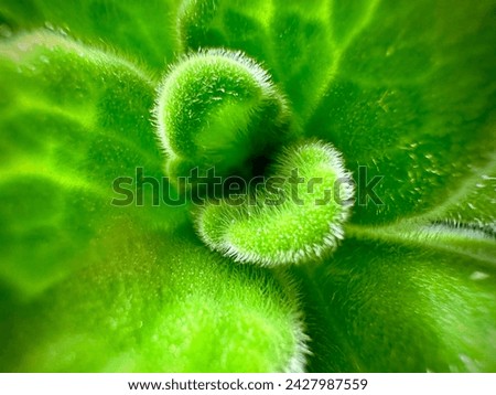 Macro shot of Swedish Ivy (Plectranthus) with velvety leaves and soft, scalloped edges, highlighting its vibrant green texture.