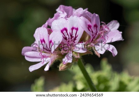 Macro shot of sweet scented geranium (pelargonium graveolens) flowers in bloom