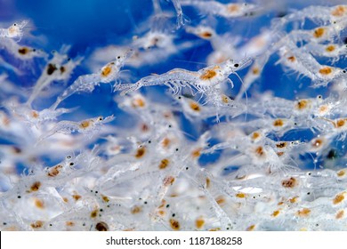 Macro Shot Of Swimming Young Post Larvae Of White Shrimp (L. Vannamei) In Hatchery