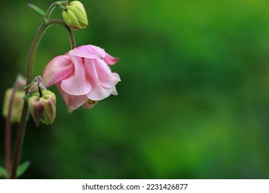 A macro shot of a tender rose columbine flower (aquilegia vulgaris) against a green background. A symbol of fortitude
 - Shutterstock ID 2231426877